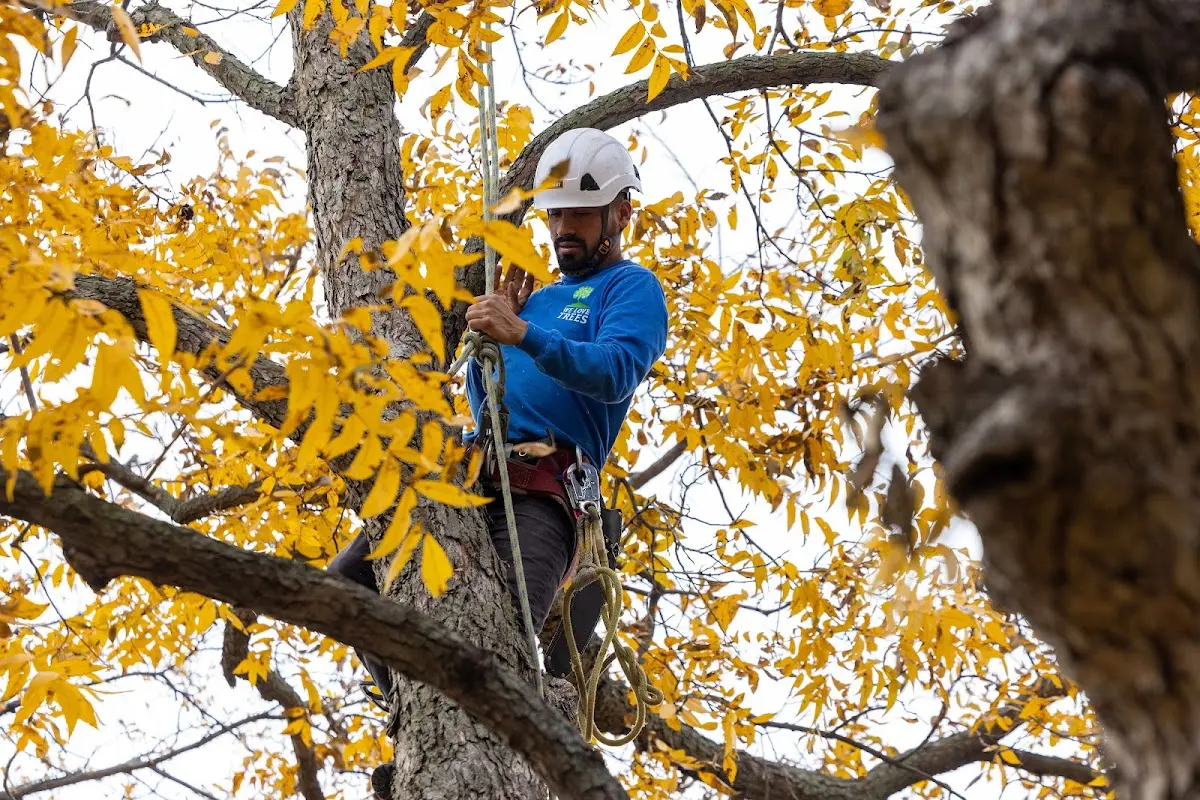 Skilled Tree Pruning crew working in Wilton